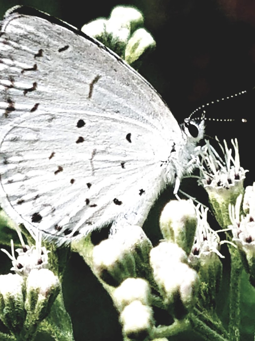 White butterfly.jpg