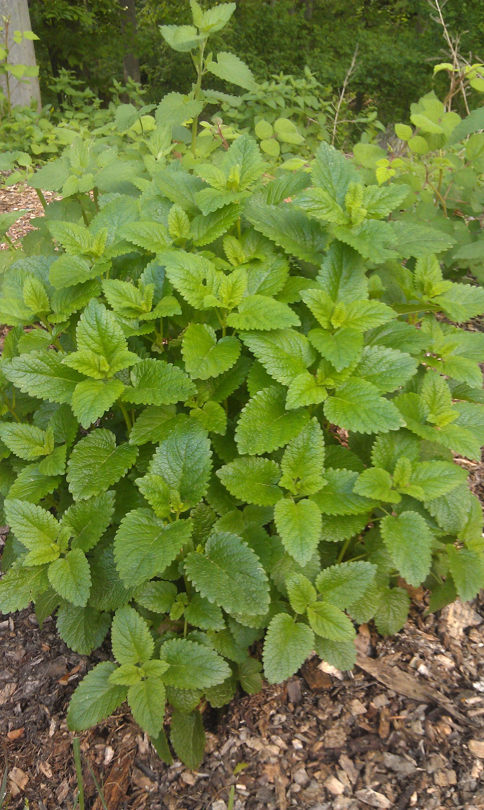 Lemon Balm (Melissa Officinalis)