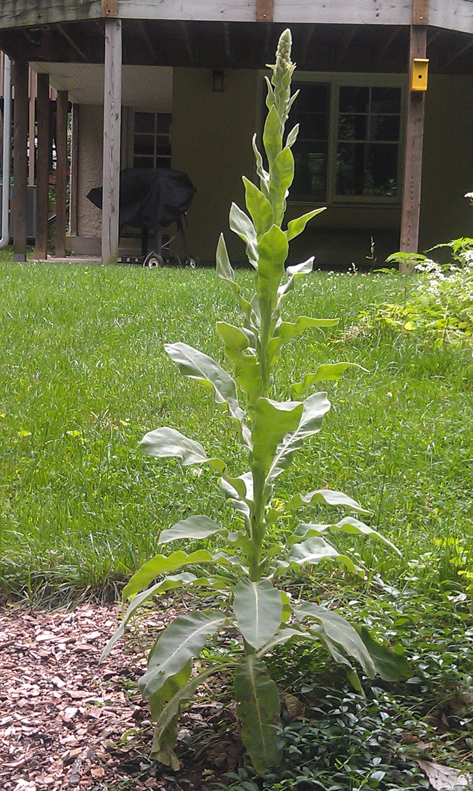 Mullein+5.jpg