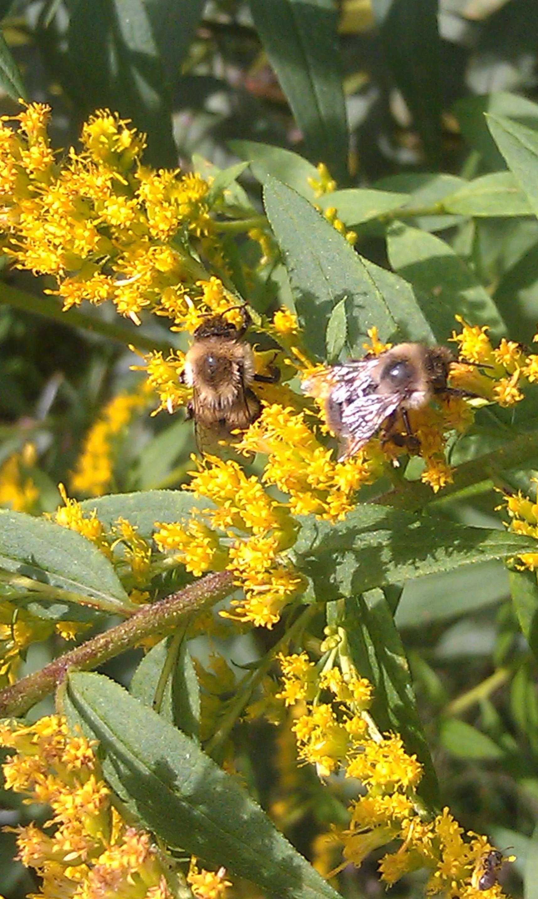 Goldenrod (Solidago)
