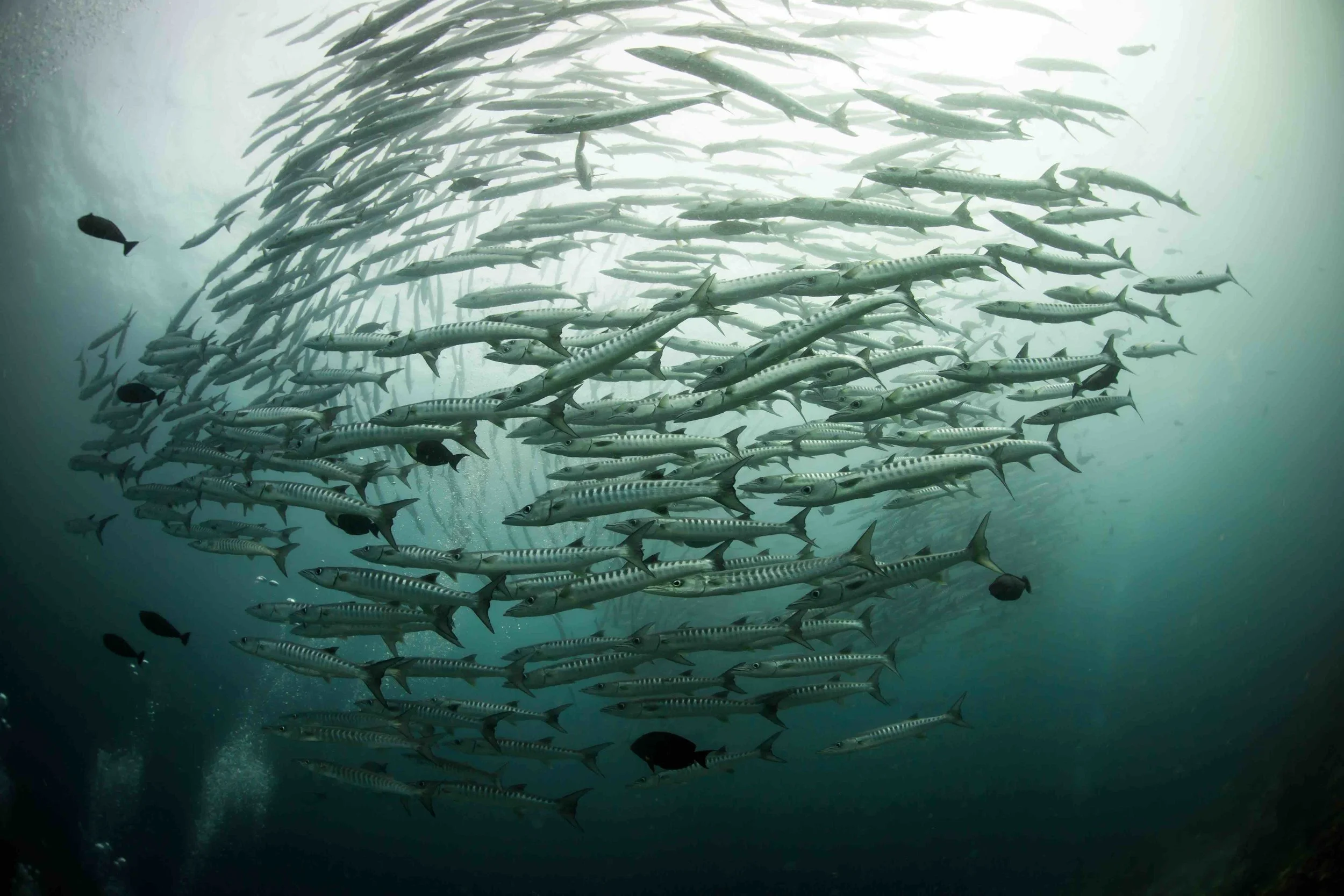 Coral reef fisheries support the livelihoods and wellbeing of millions of people in the Global South. Since 2014, I have coordinated WCS’s global coral reef monitoring to evaluate the social and ecological outcomes of tropical coastal management.