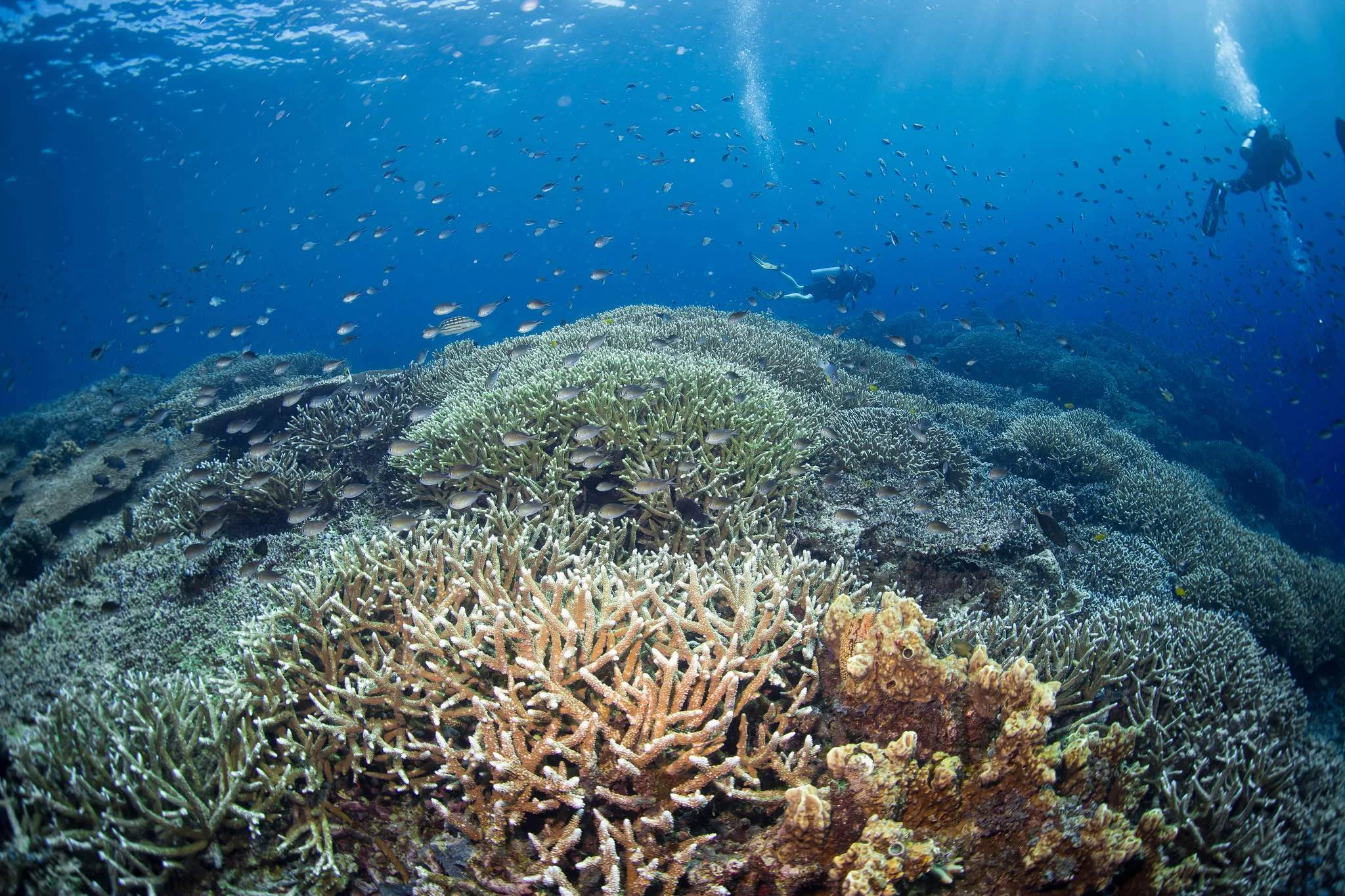 Tropical reef-building corals are the backbone of the entire coral reef ecosystem. My research investigates how coral communities function and how to safeguard corals in a changing climate.