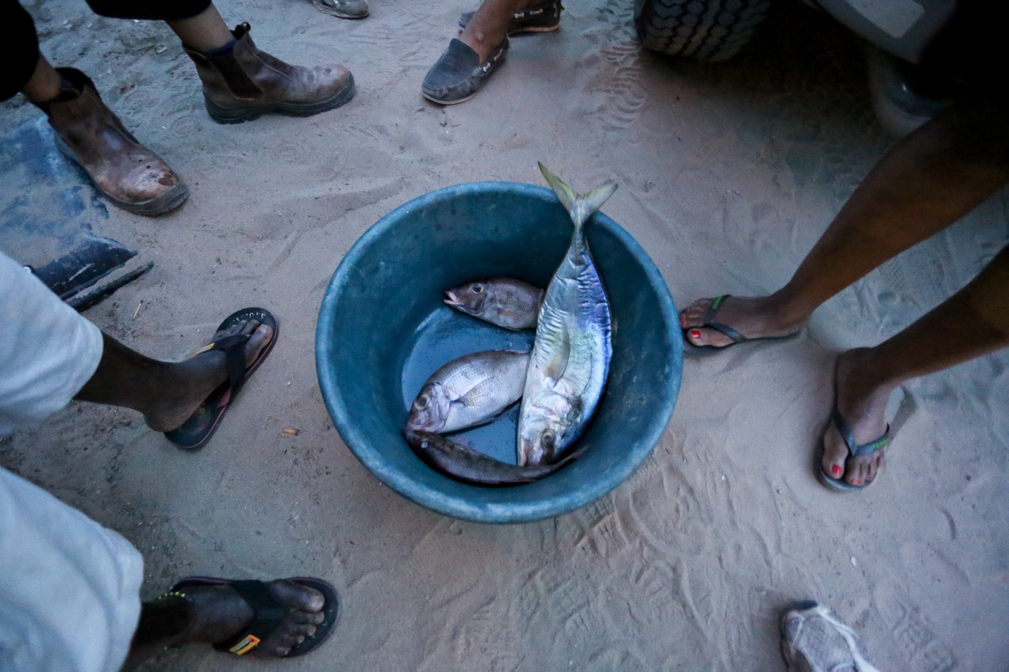 Coral reef fisheries support the livelihoods, food security and cultural practices of 500 million people worldwide. Here, a group of fisheries consider the daily catch in Tofo, Mozambique. Photo: Emily Darling