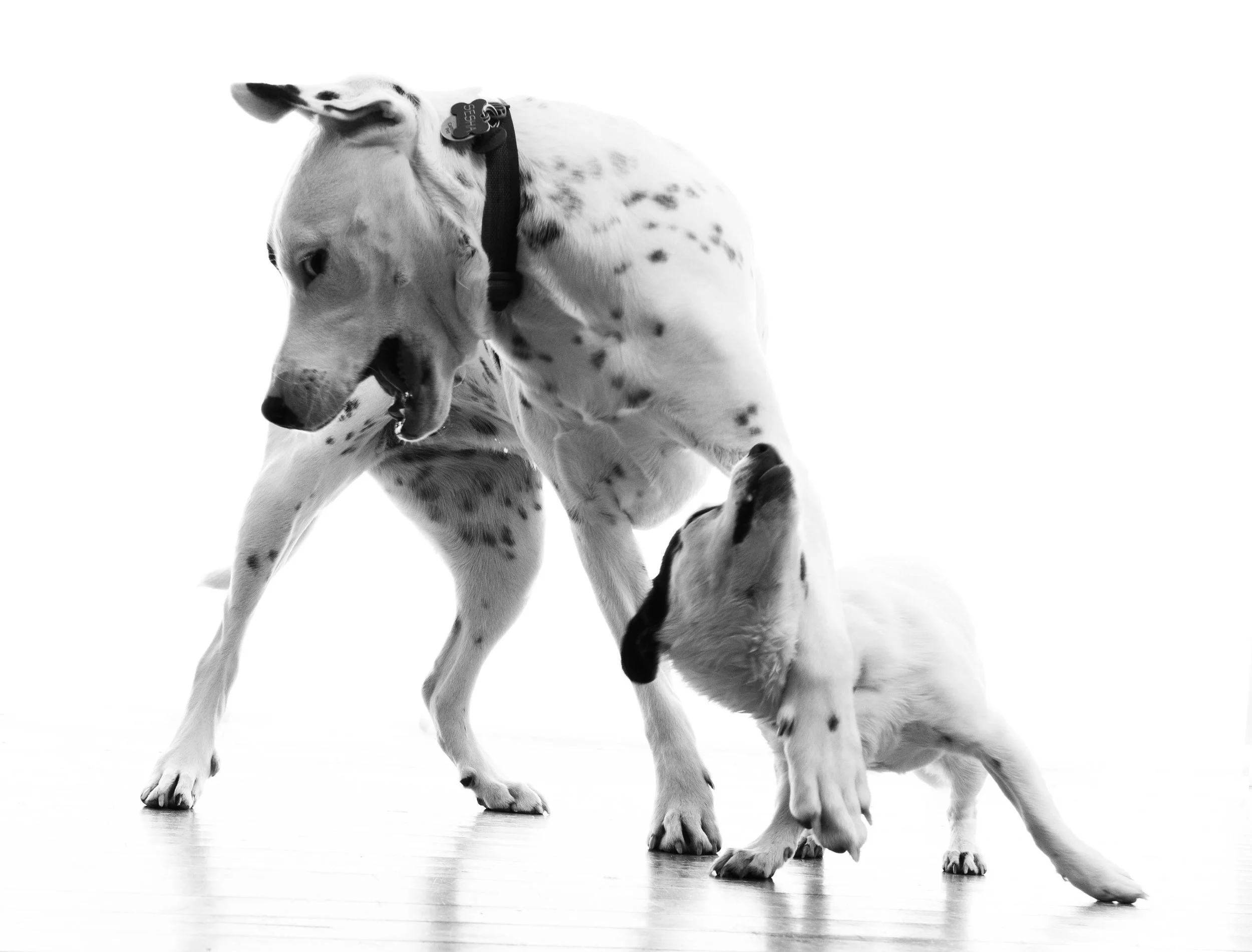 Dog-fight1.jpg