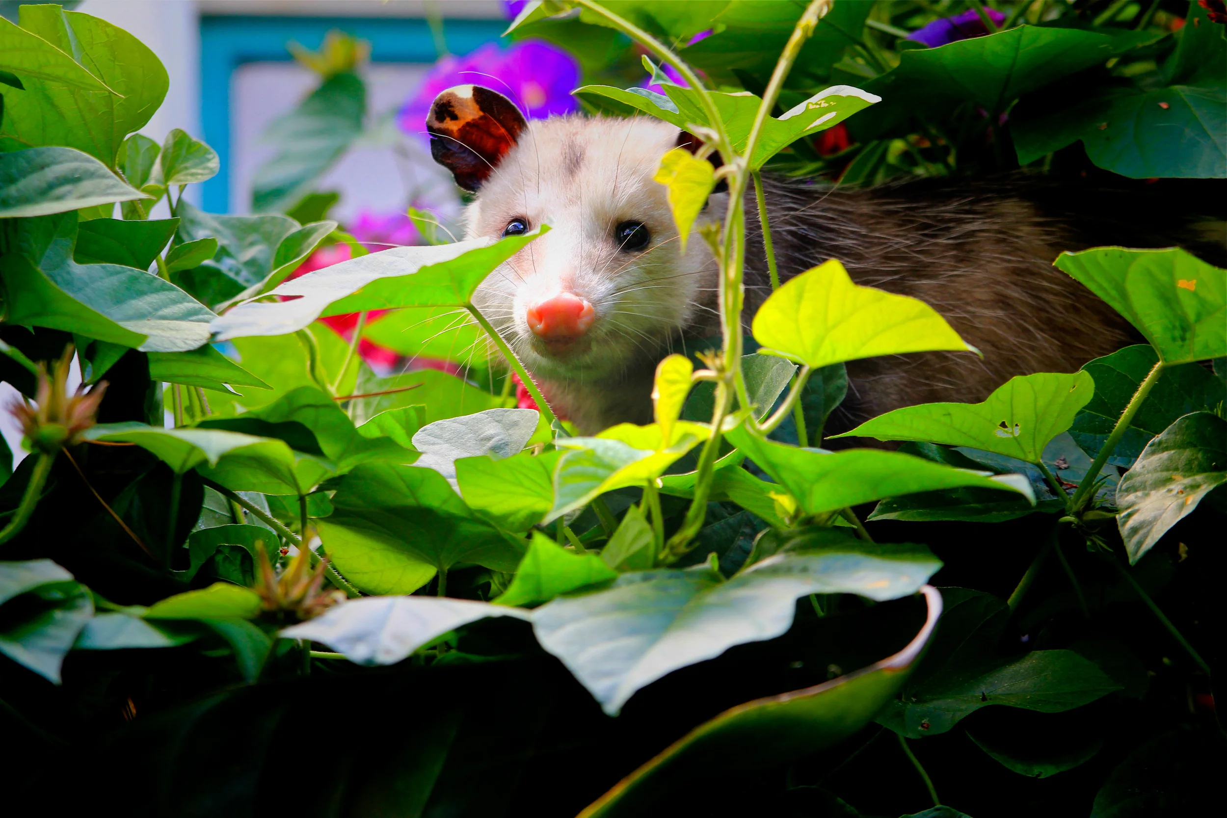 Awesome The Possum.jpg