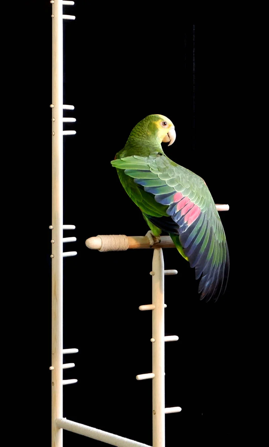 Throne for Humans and Birds2_crop_small.jpg