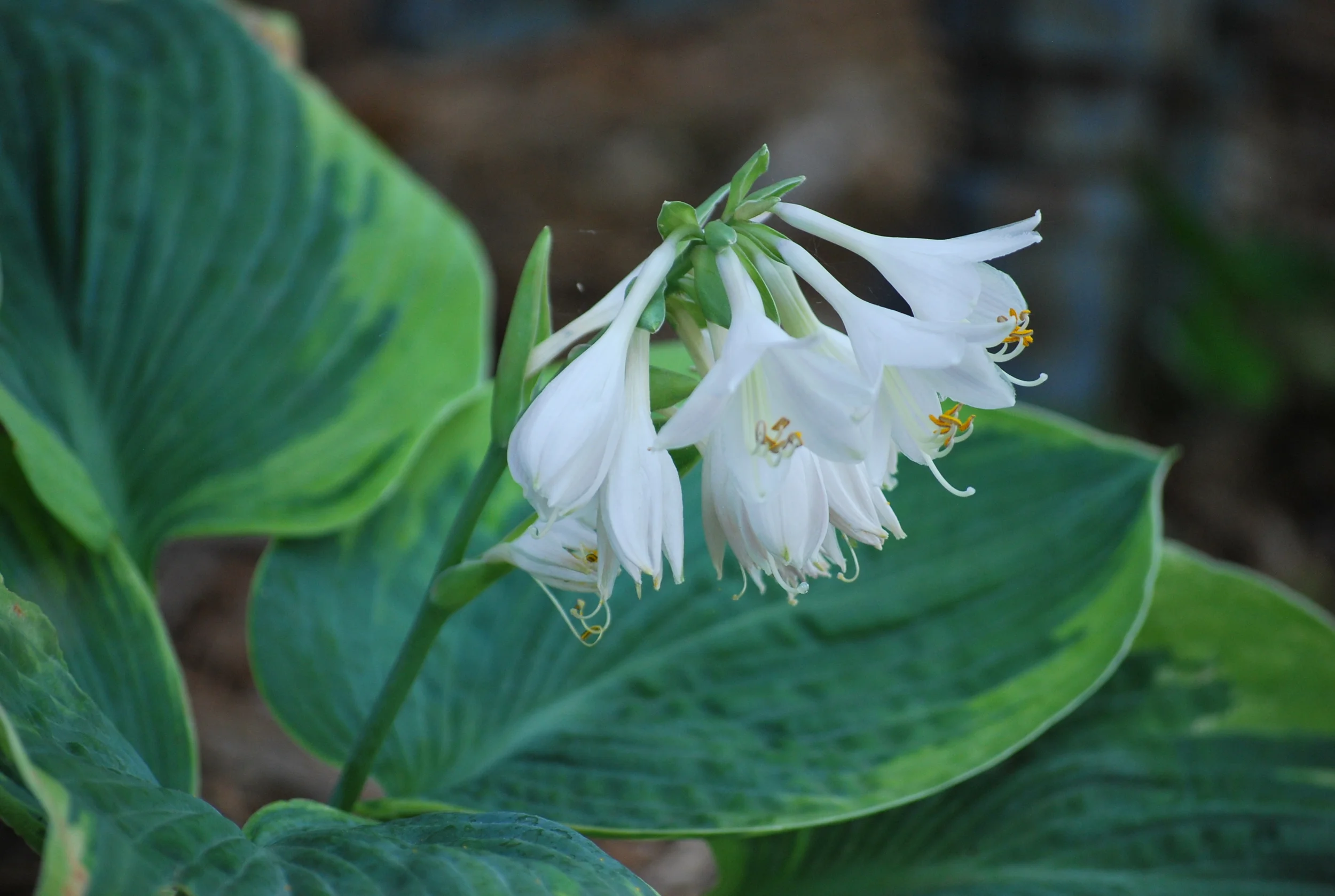 blooming hosta