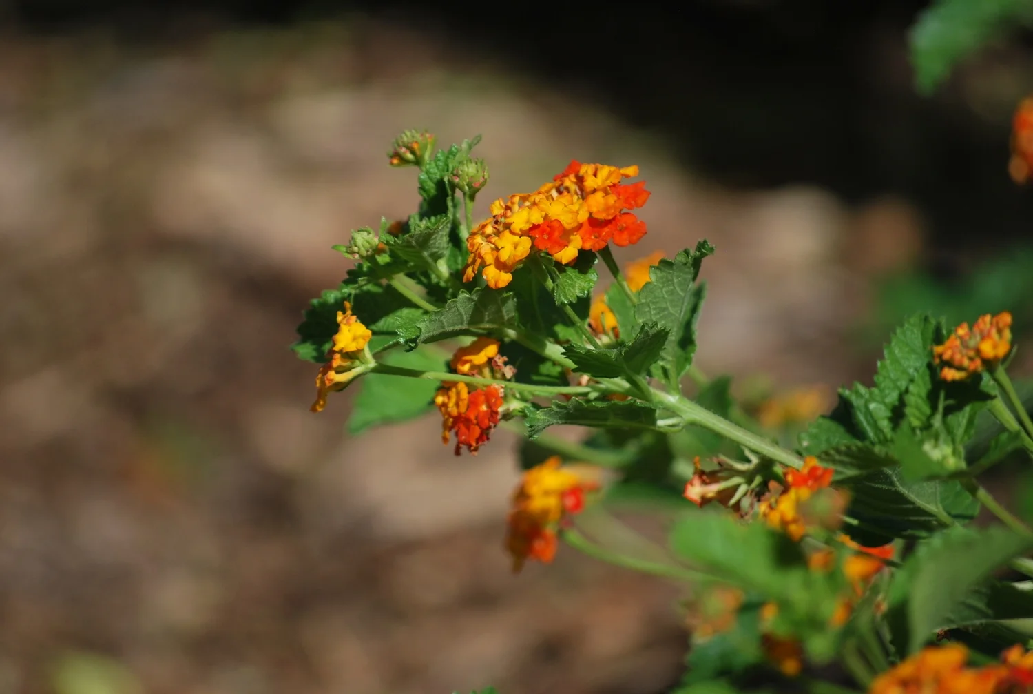 lantana