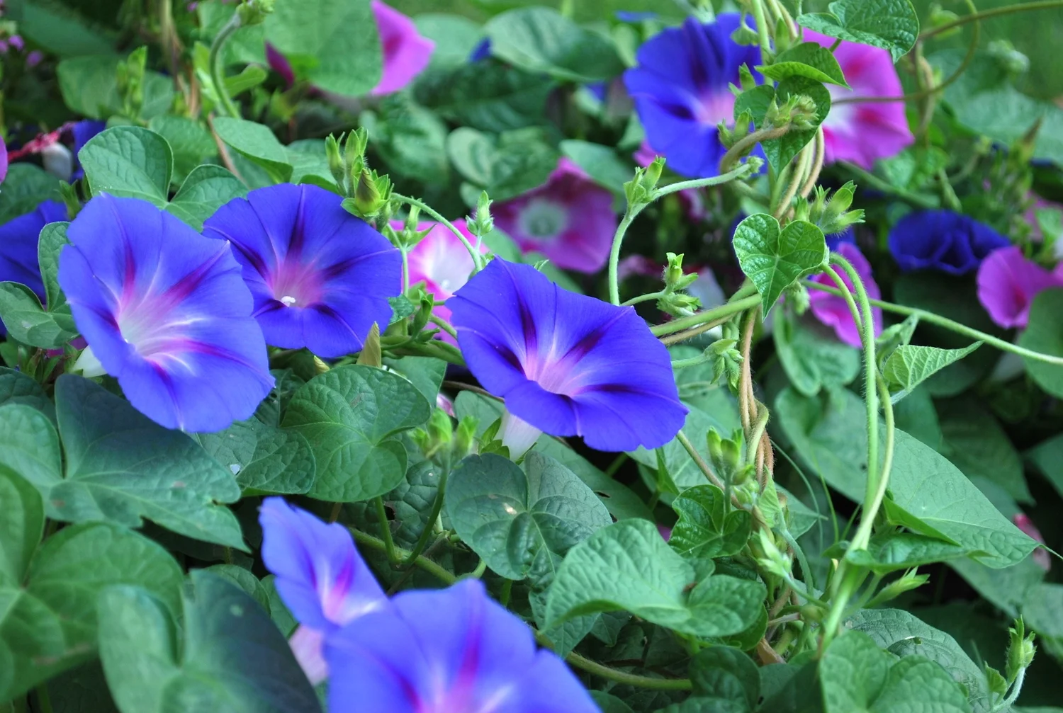 morning glories
