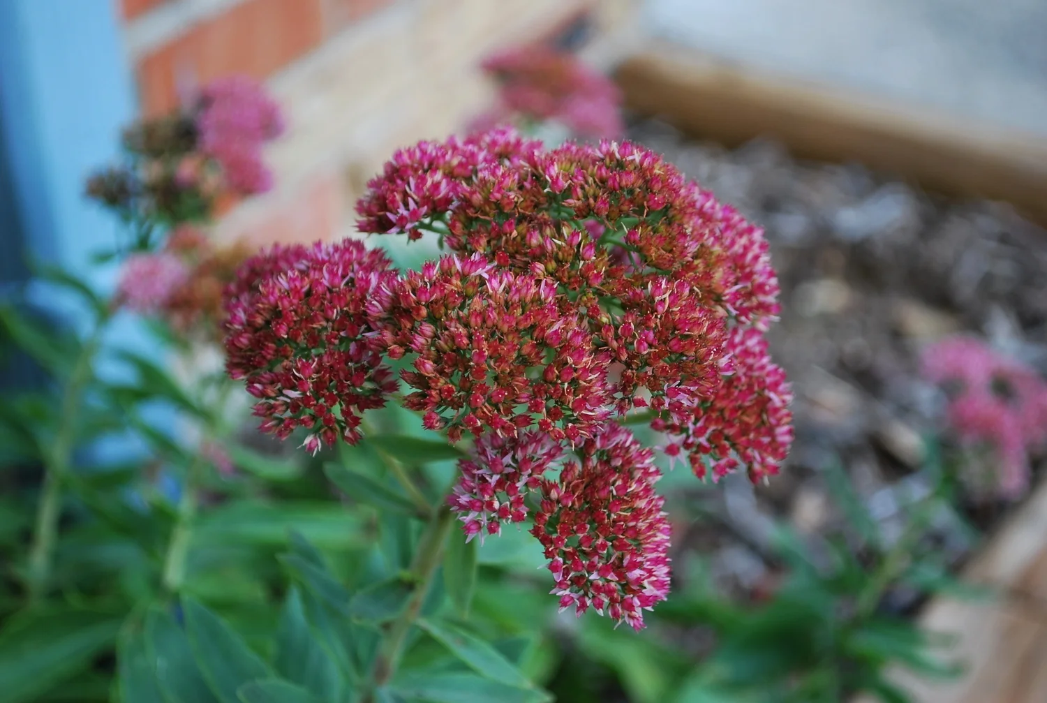 sedum