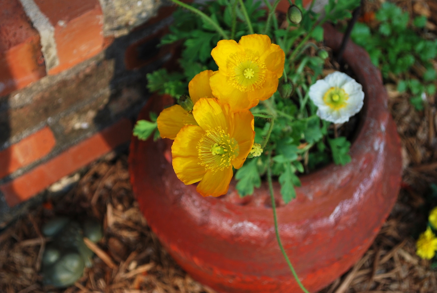 icelandic poppy