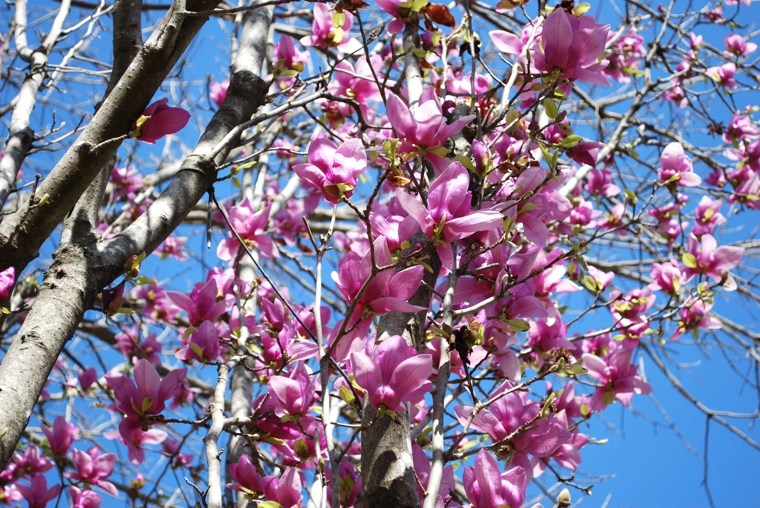 tulip tree