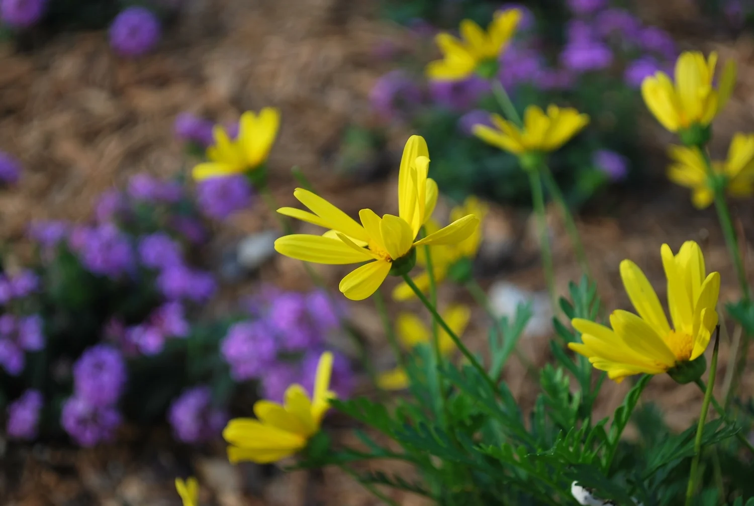 osteospermum and purple lantana
