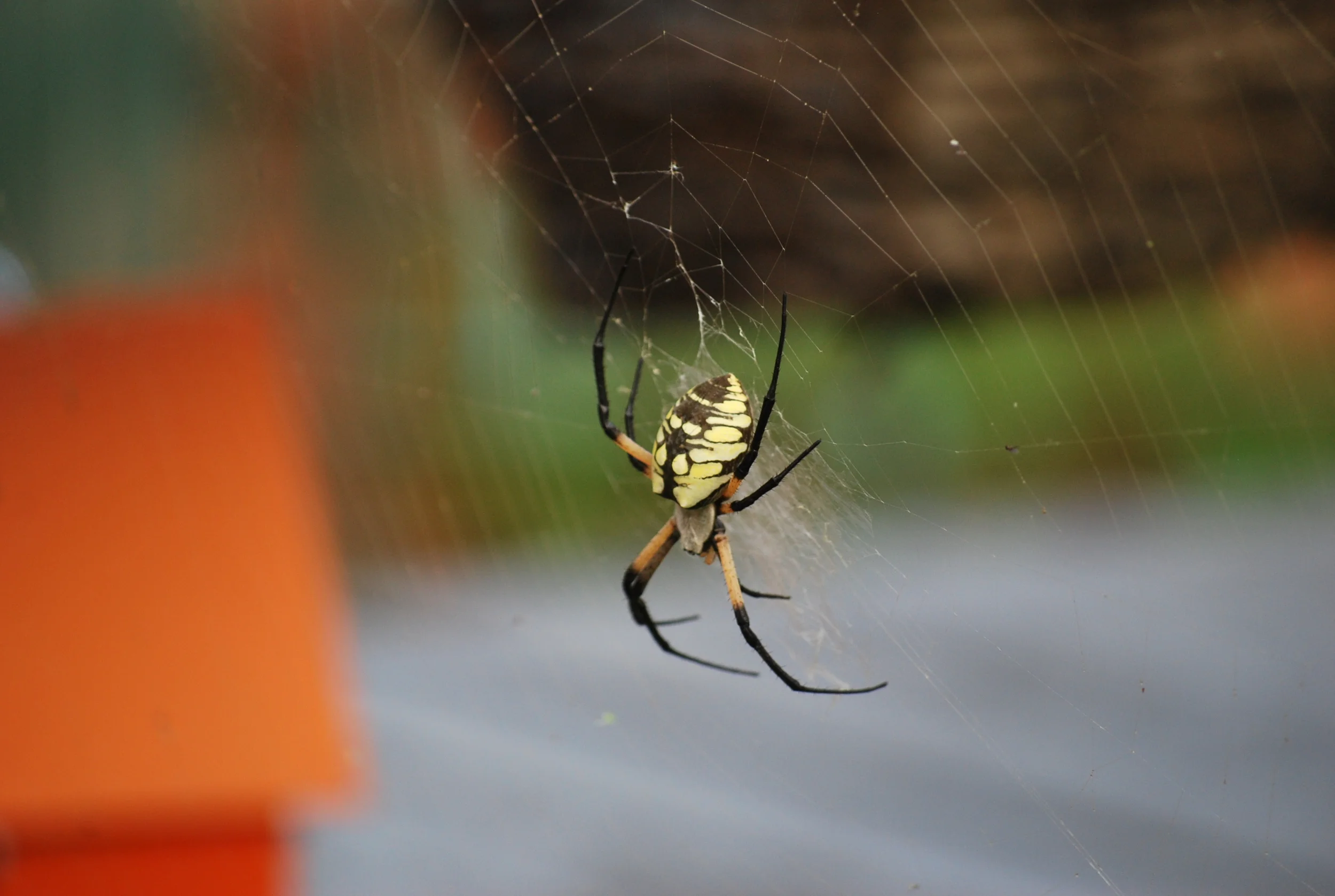 garden spider