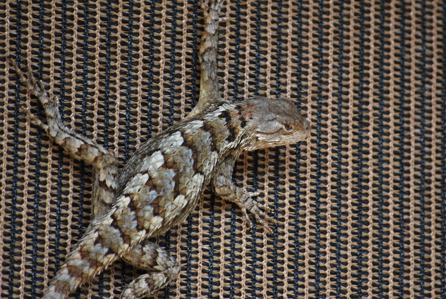 texas spiny lizard