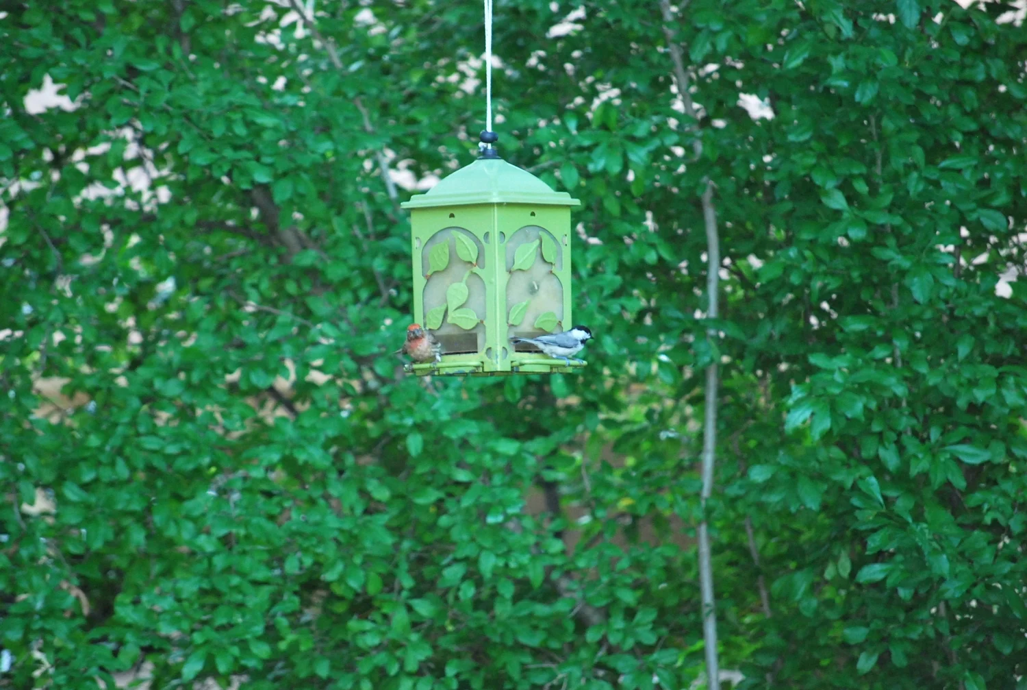 house finch / chickadee