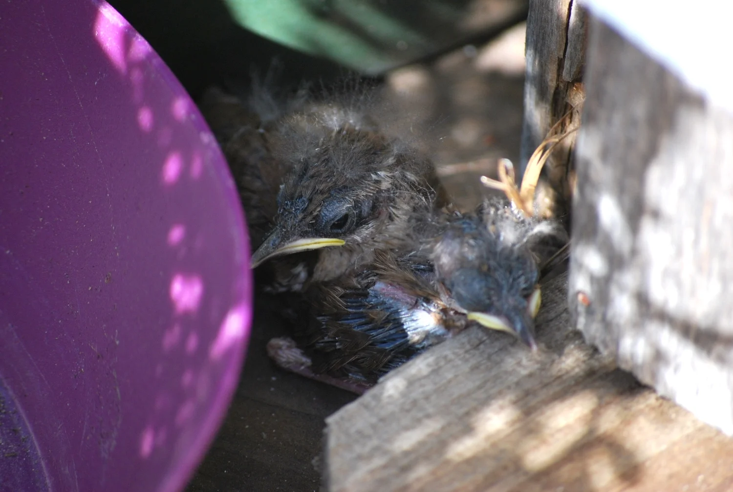 baby house wrens