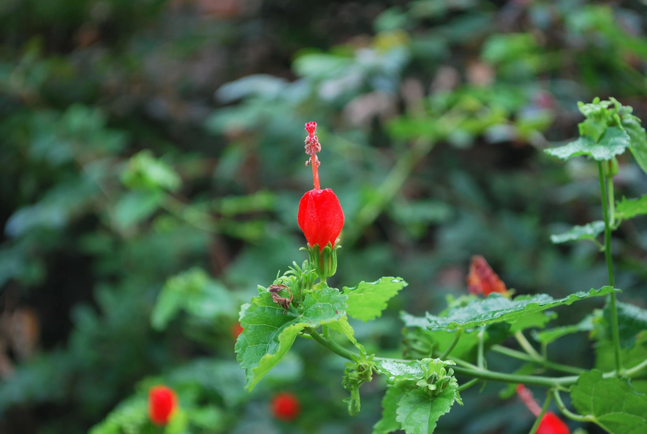 turk's cap