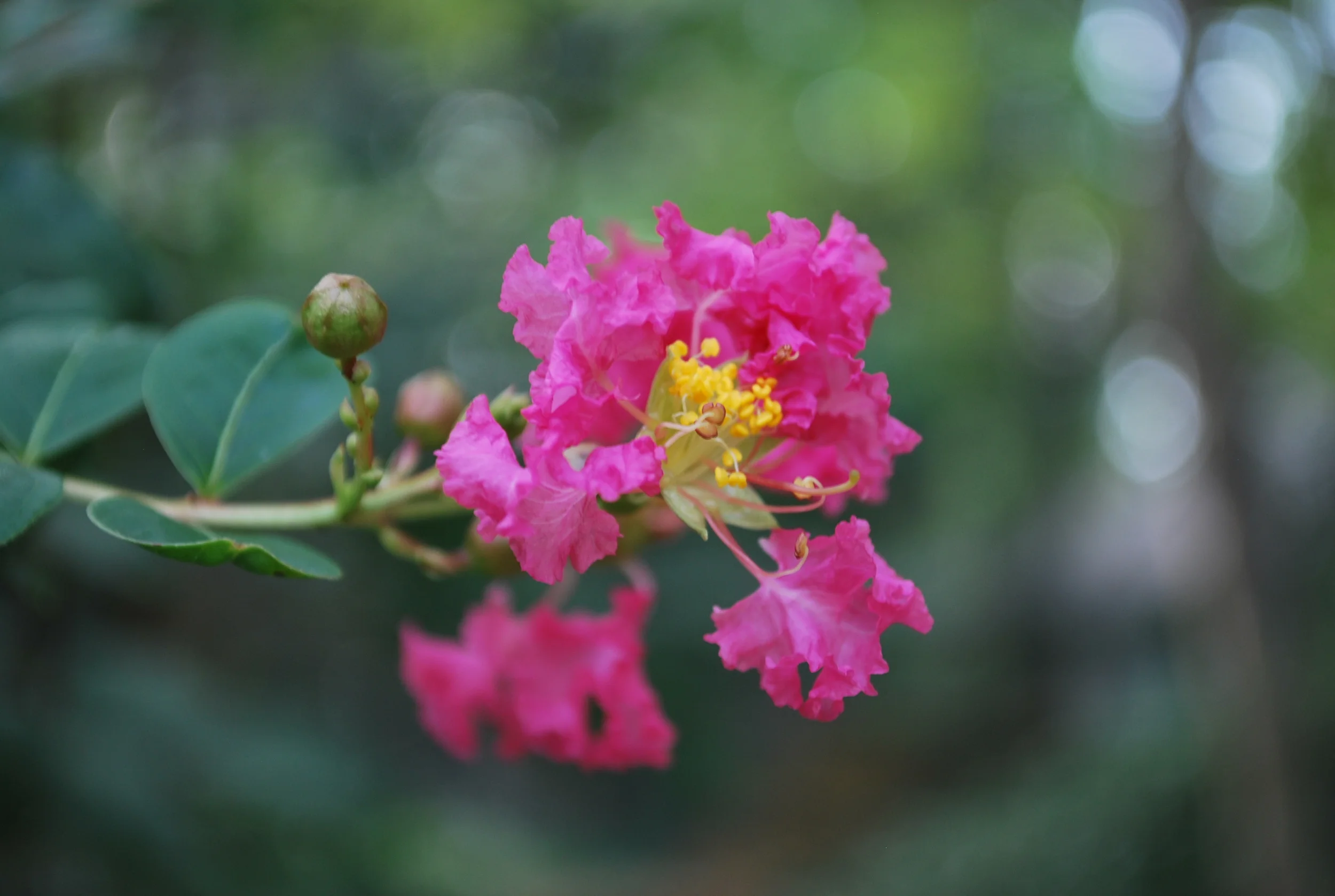 crepe myrtle