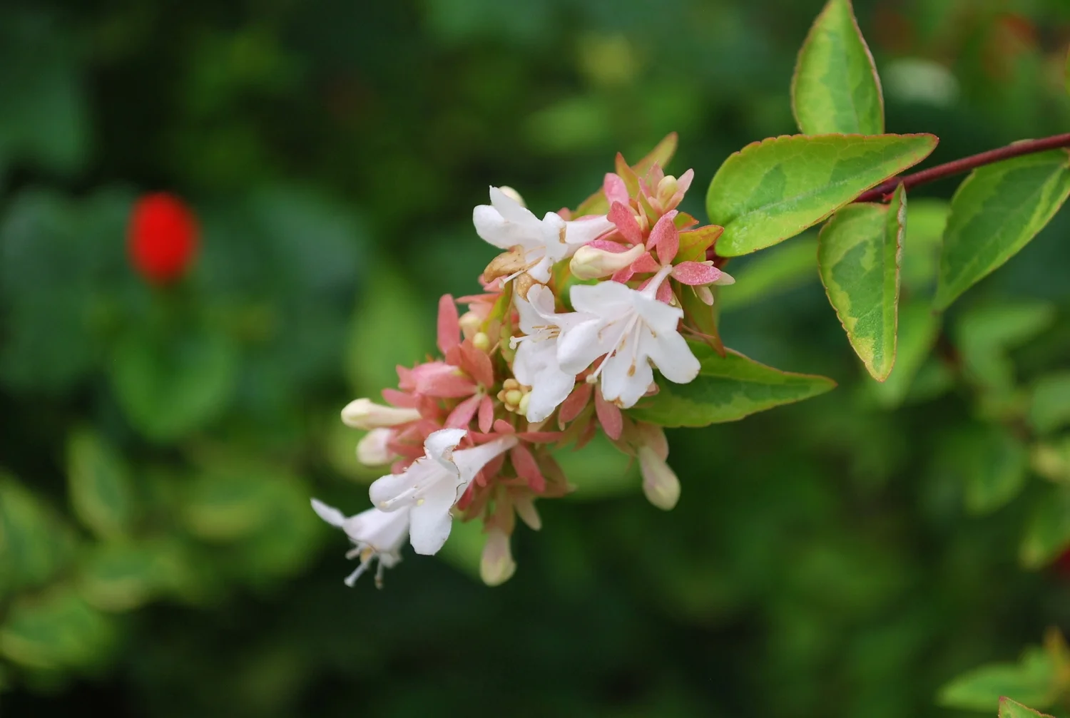 blooming kaleidoscope shrub