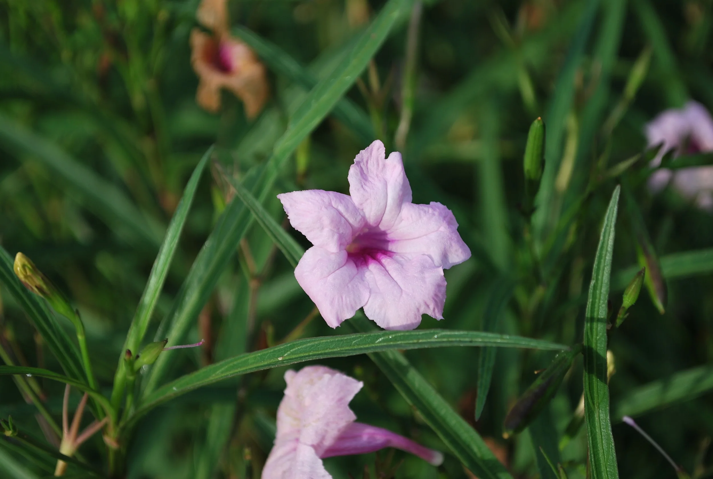 mexican petunia