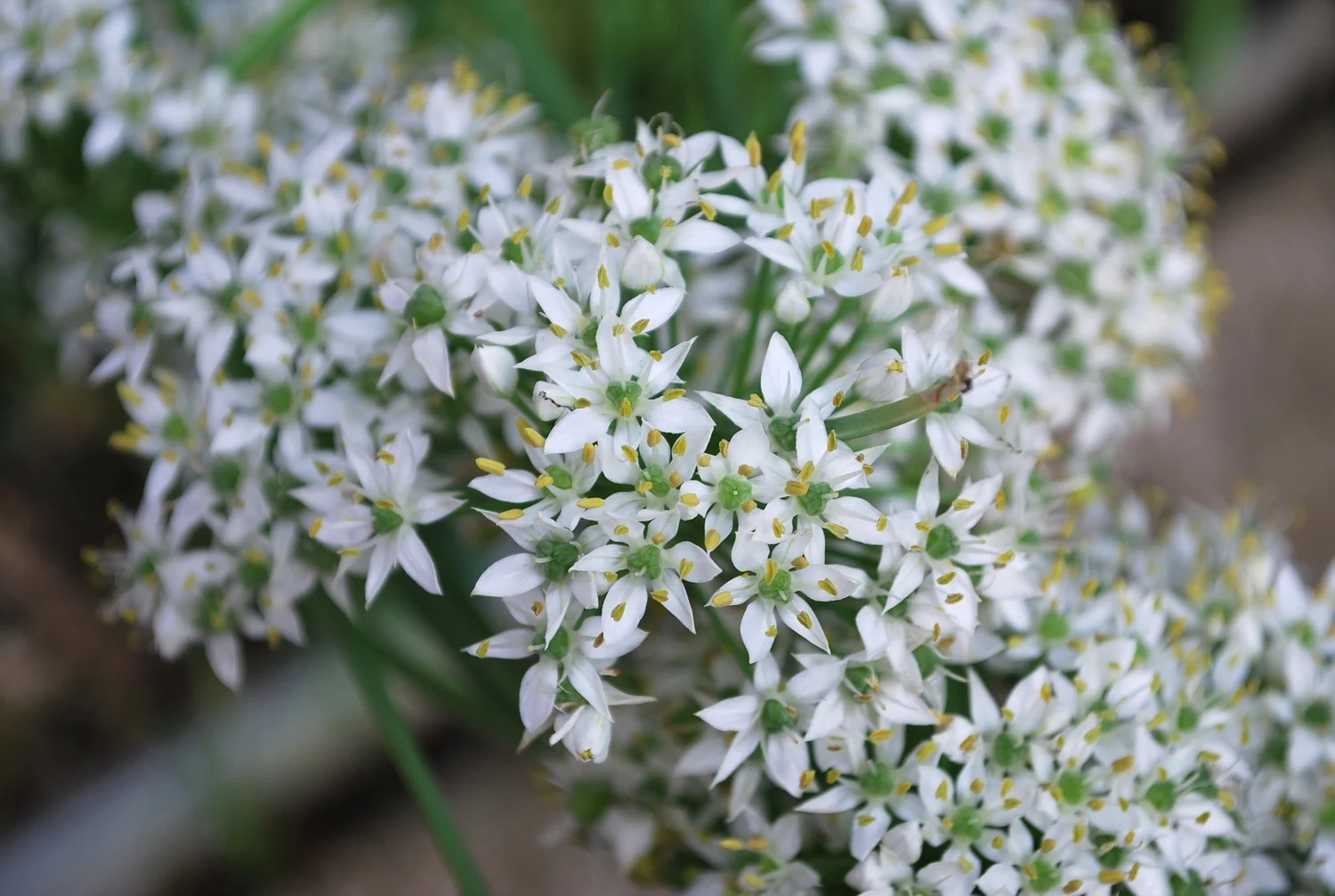 garlic chive in bloom