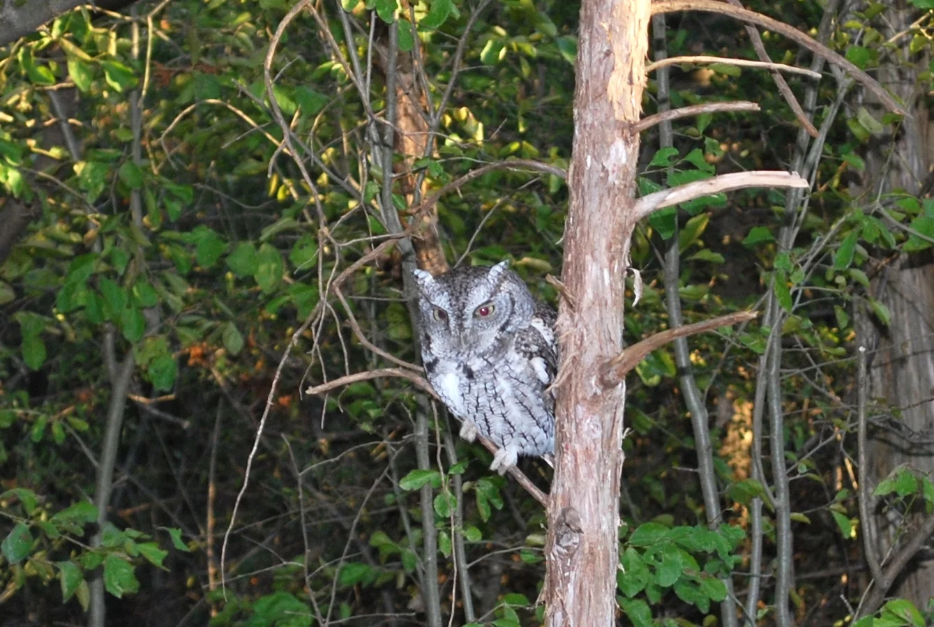 screech owl