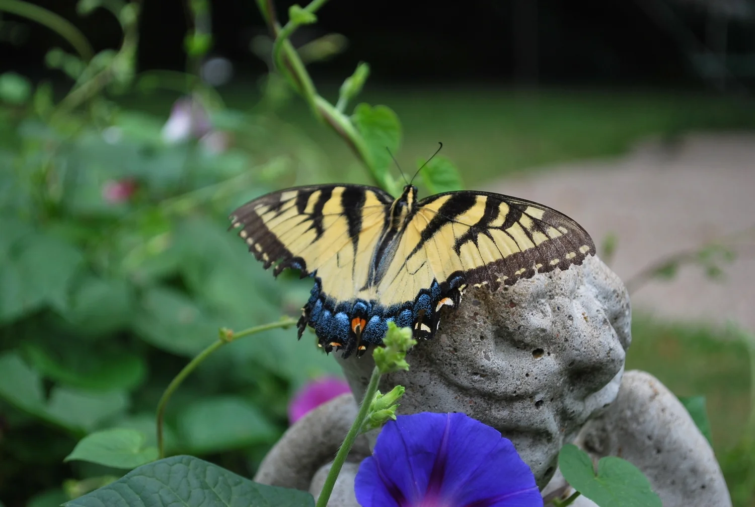 swallowtail butterfly