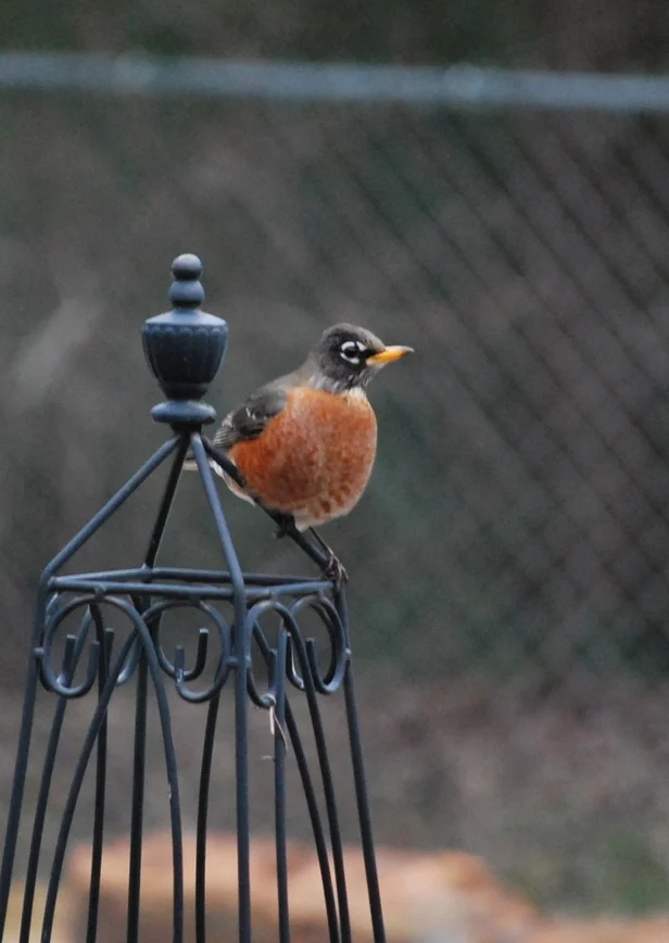 robin red-breast