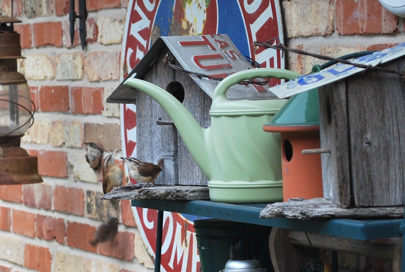 wrens, wrens, everywhere