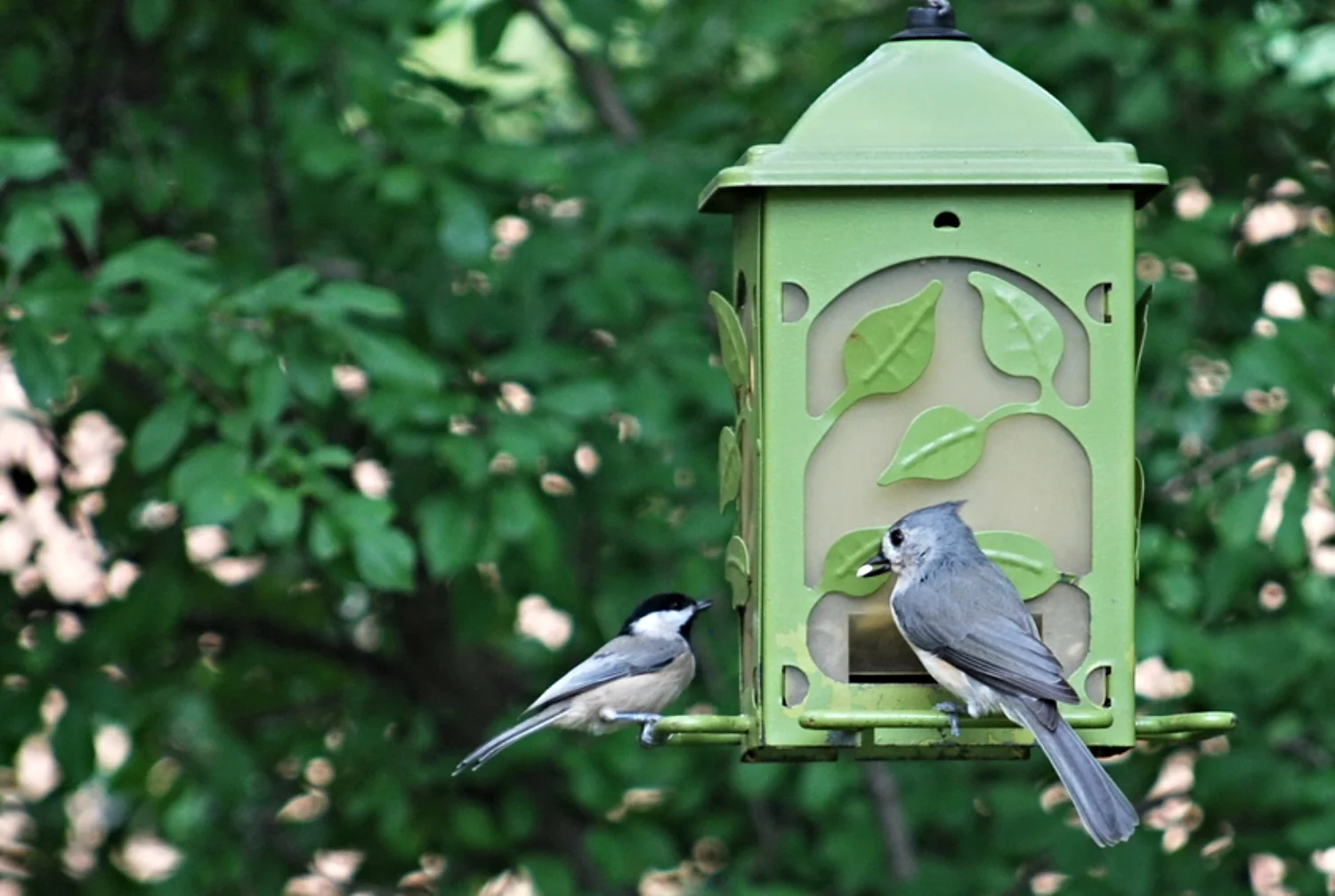 chickadee / tufted titmouse