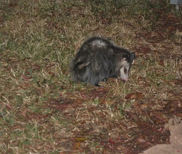 opossum