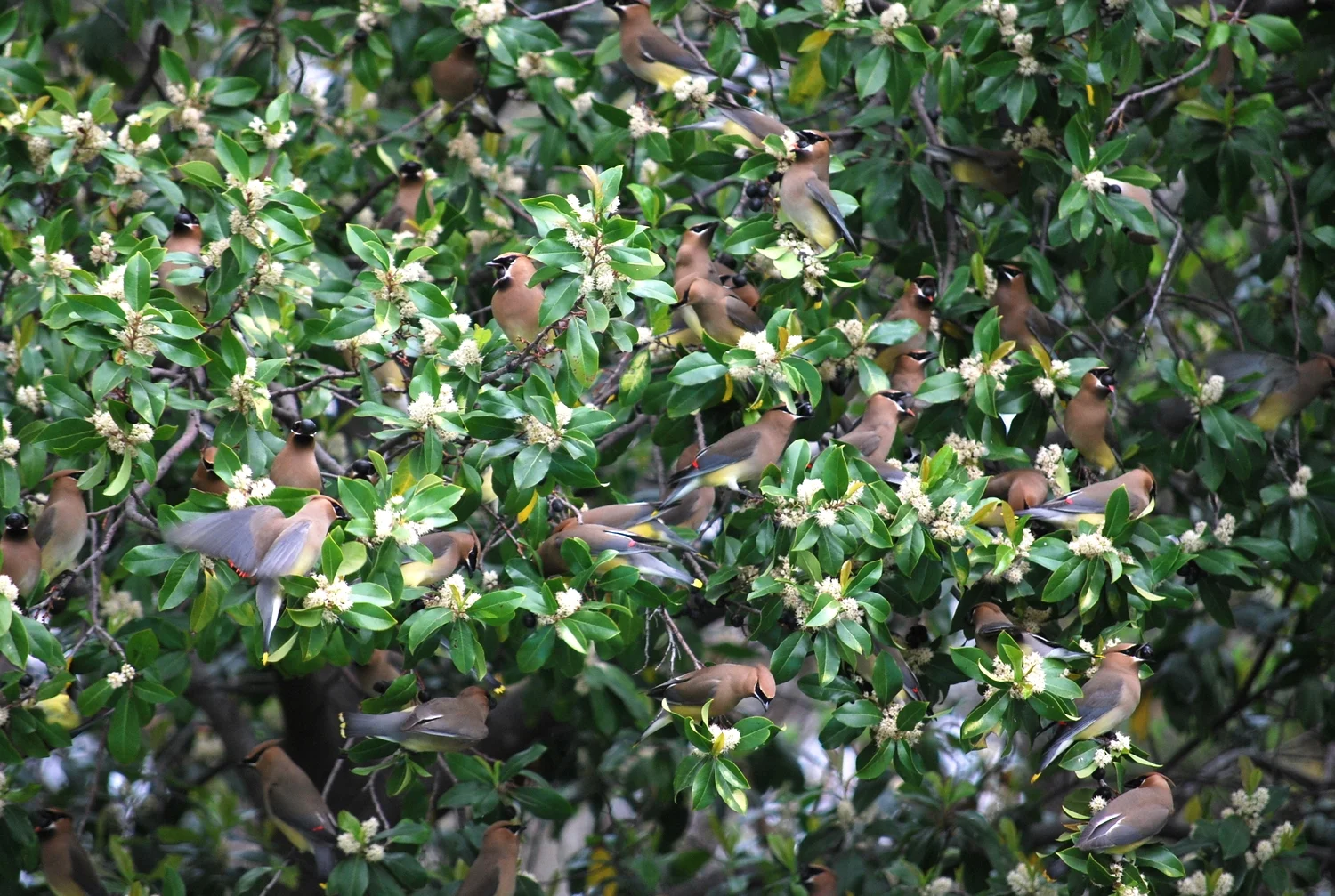 cedar waxwing feeding frenzy