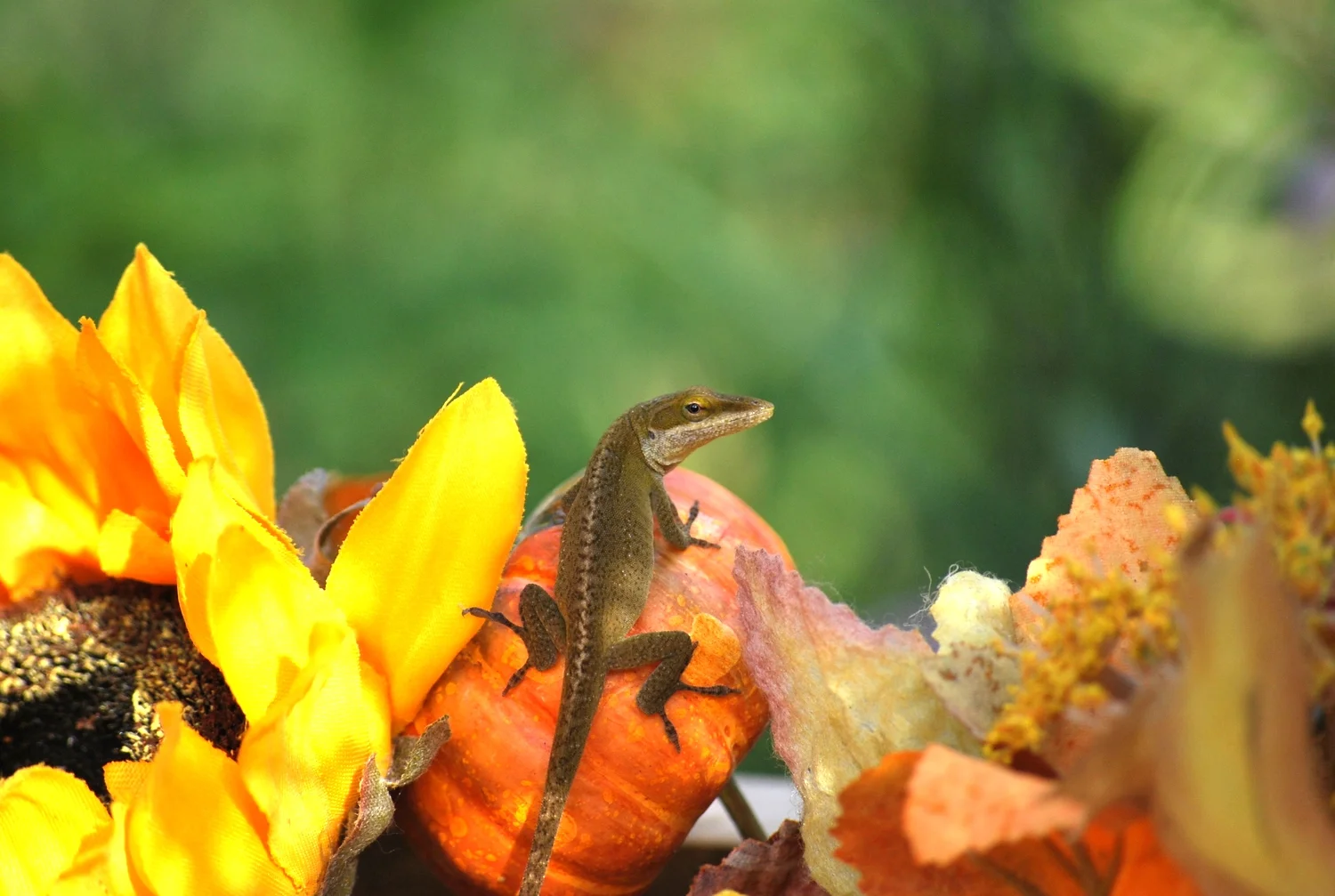 green anole