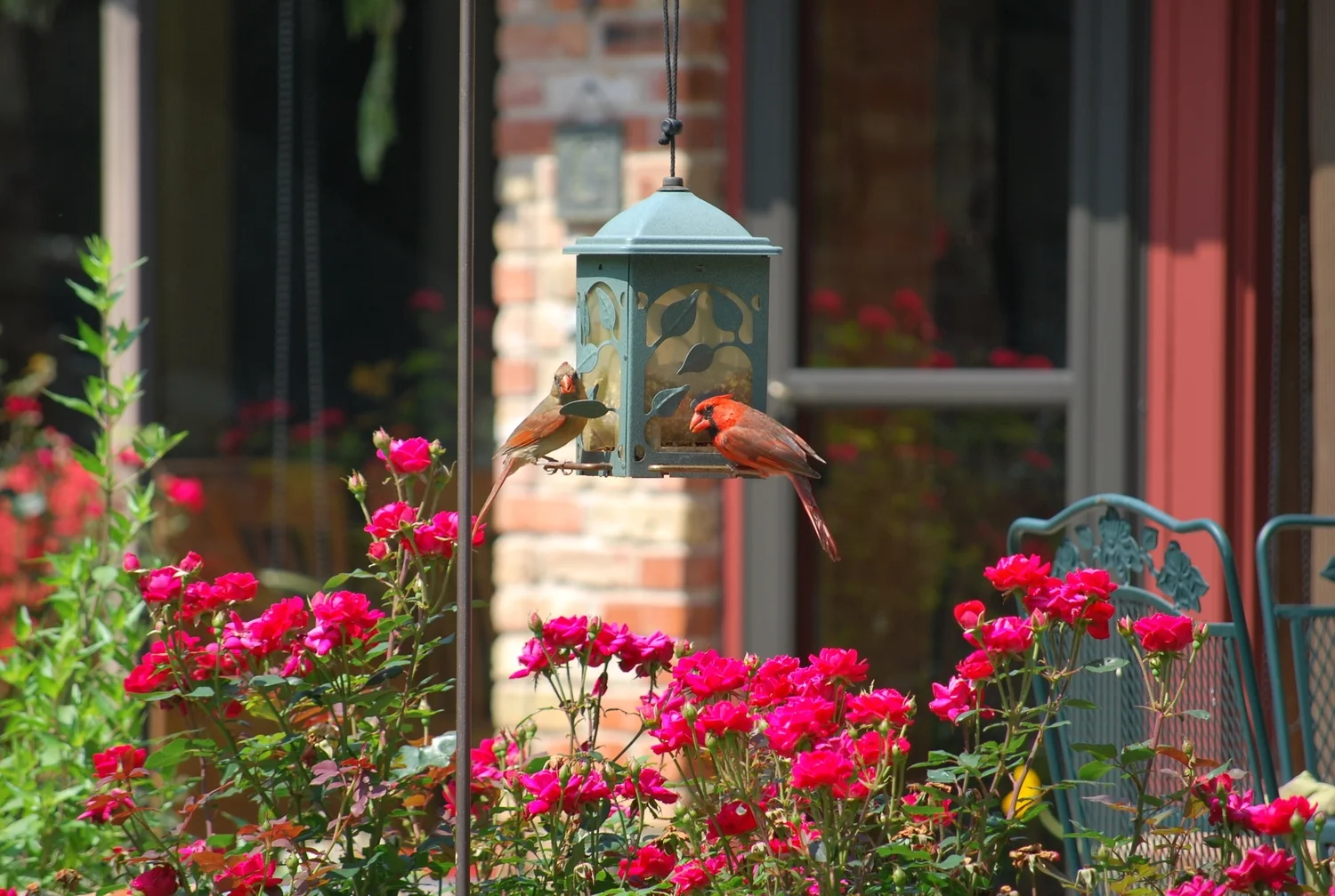 male and female cardinals