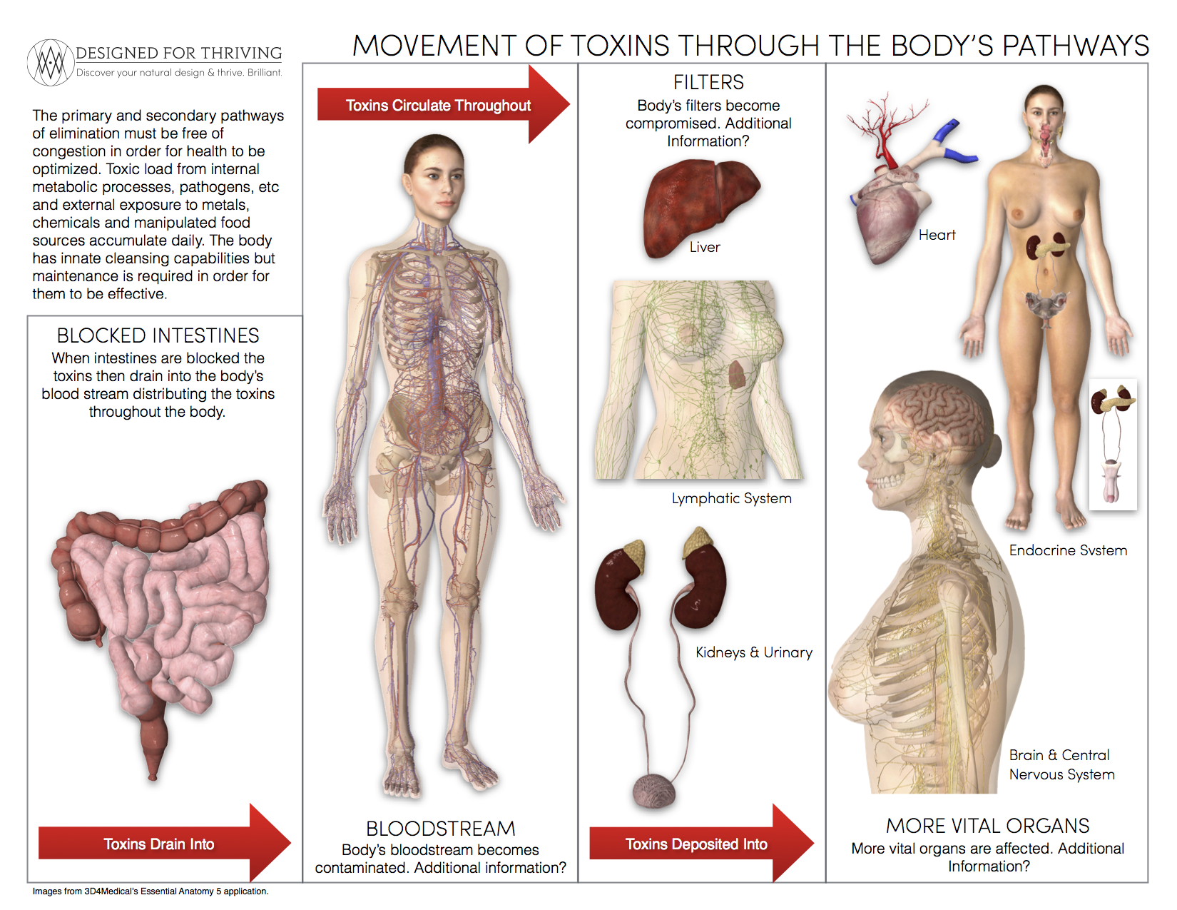 Movement of Toxins.png