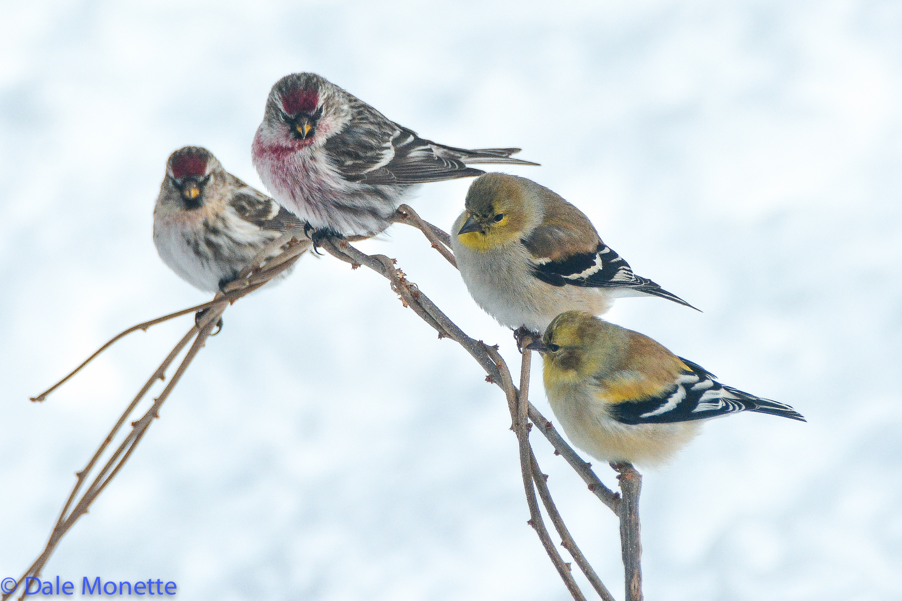 Common redpolls / Goldfinches