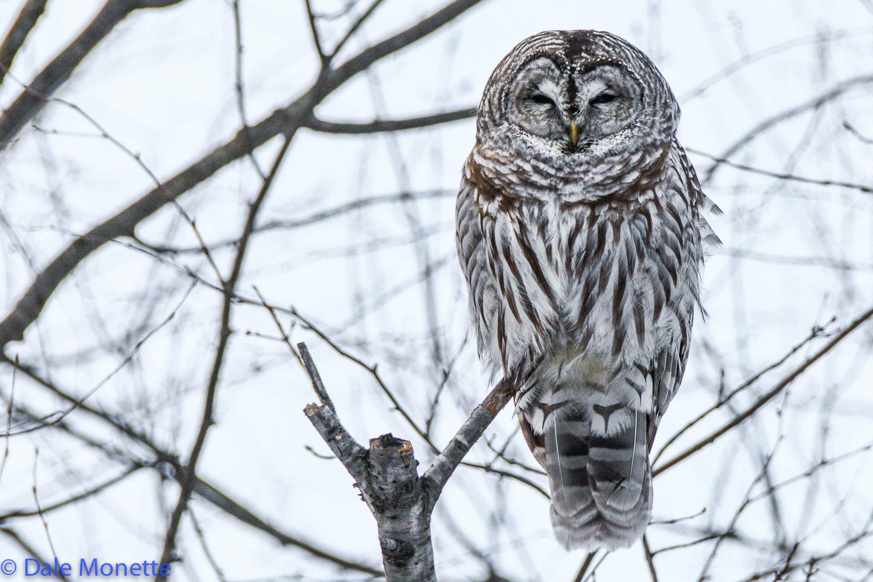 Barred Owl