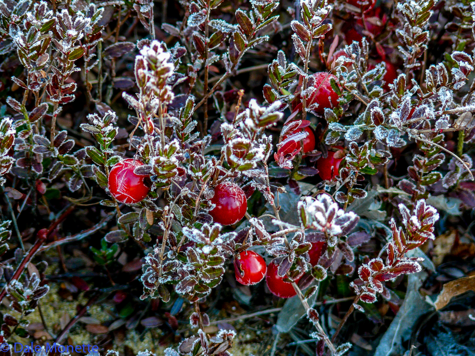 Wild cranberrys