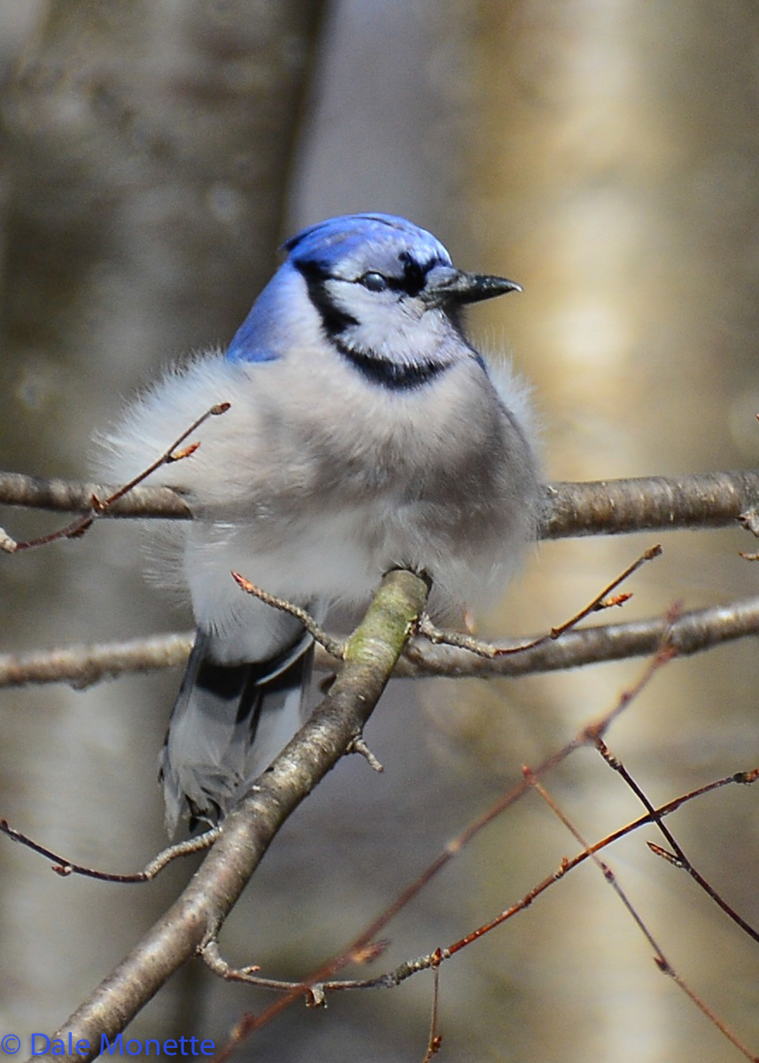   A very cold blue jay, his nictitating membrane is closed over his eye. This protects him from wind and weather and he can still see.  