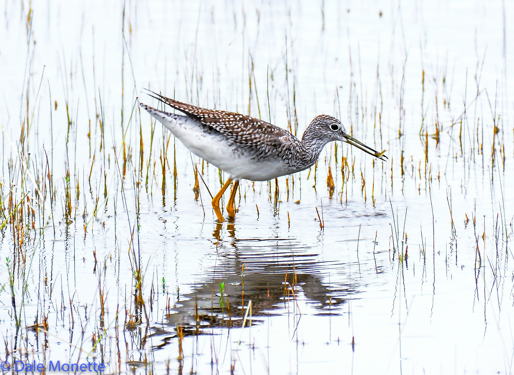 Greater Yellowlegs with minnow during fall migration.