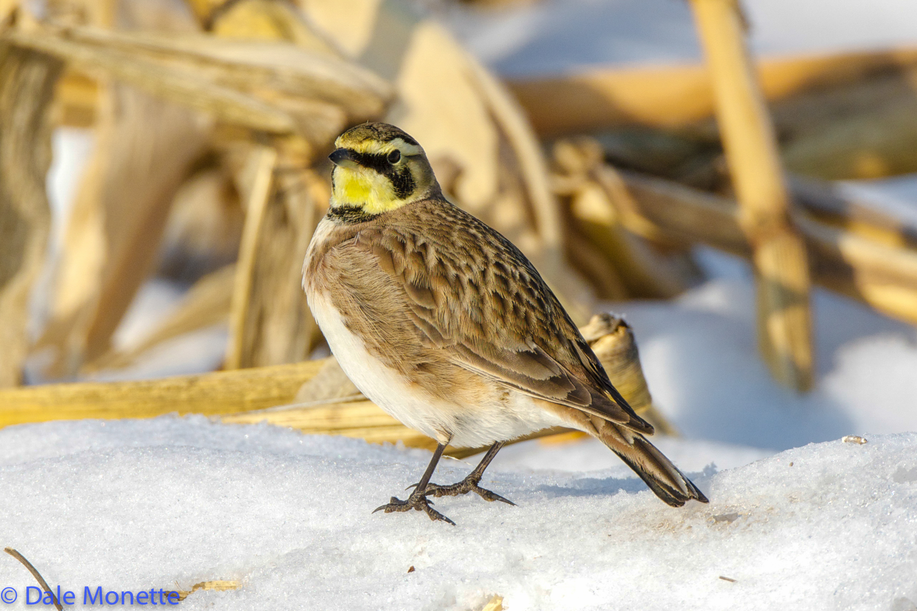 Horned Lark, The Honeypot, Northampton MA  12/14