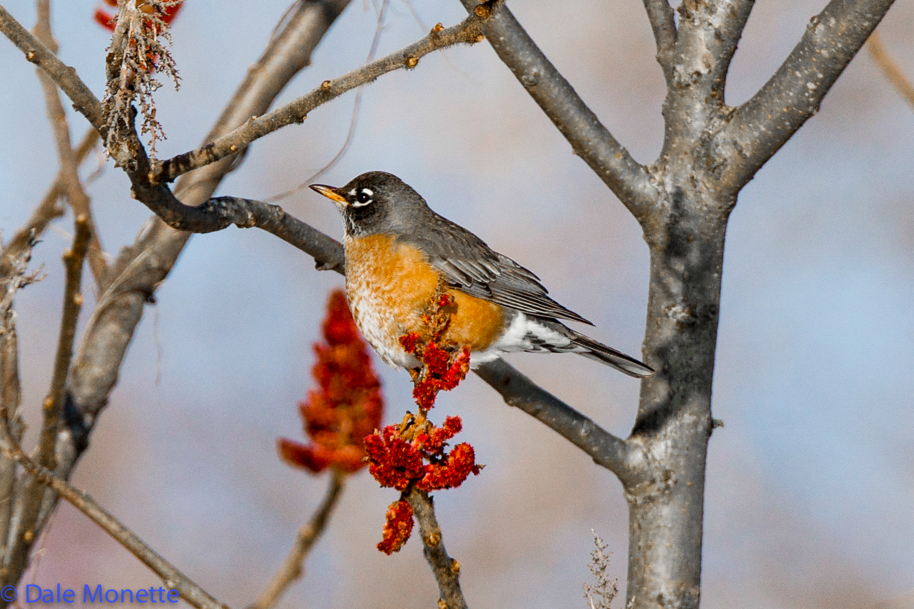 Robin spending the winter at Quabbin. on Sumac.