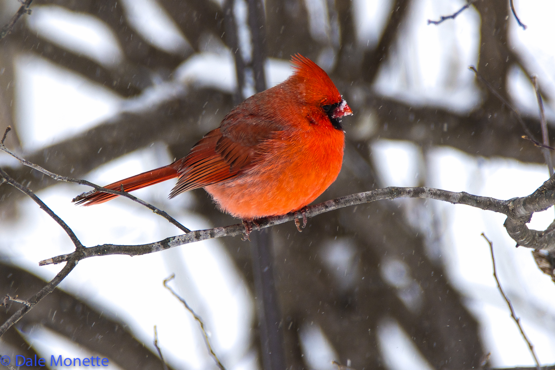 Male northern cardinal