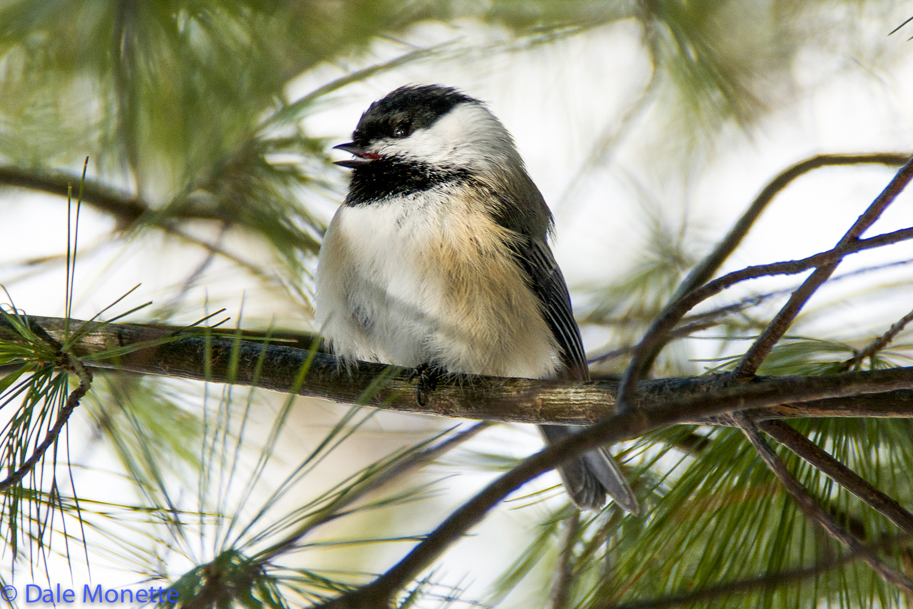 Black capped chickadee singing its "spring" feee beee song