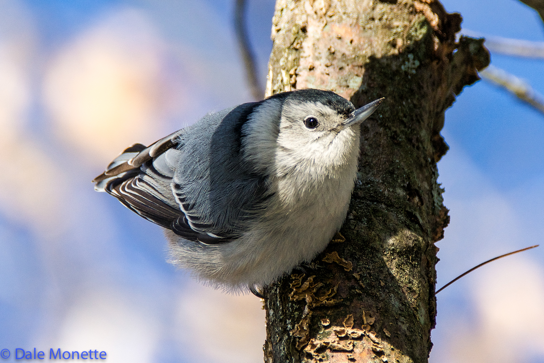 White breasted nuthatch