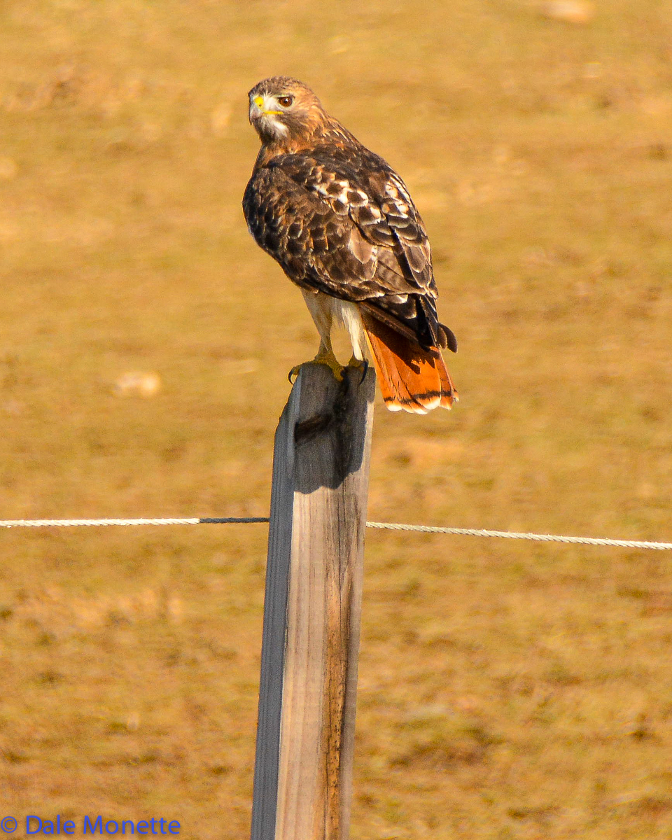 Red tailed hawk watching for its lunch to run across a meadow