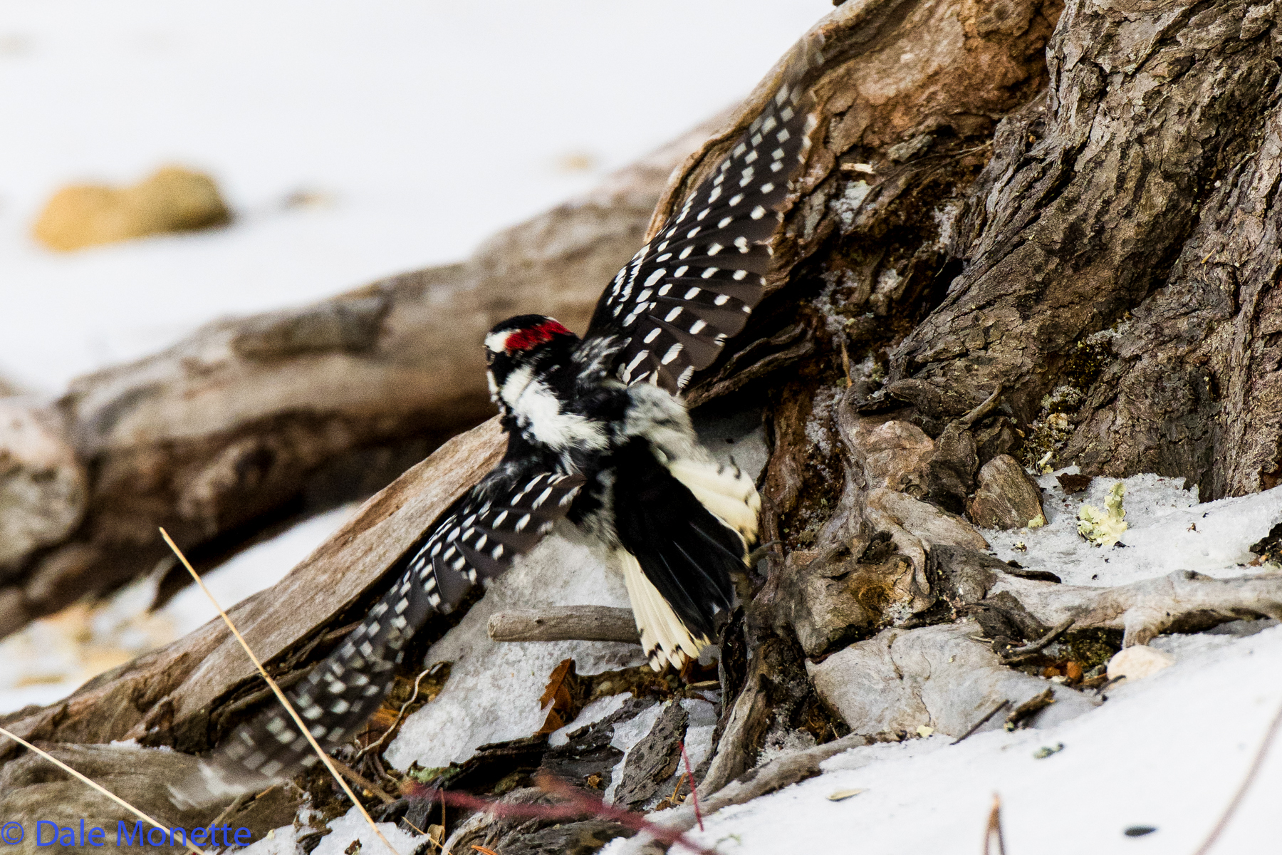 Male downy woodpecker makes a get away…..
