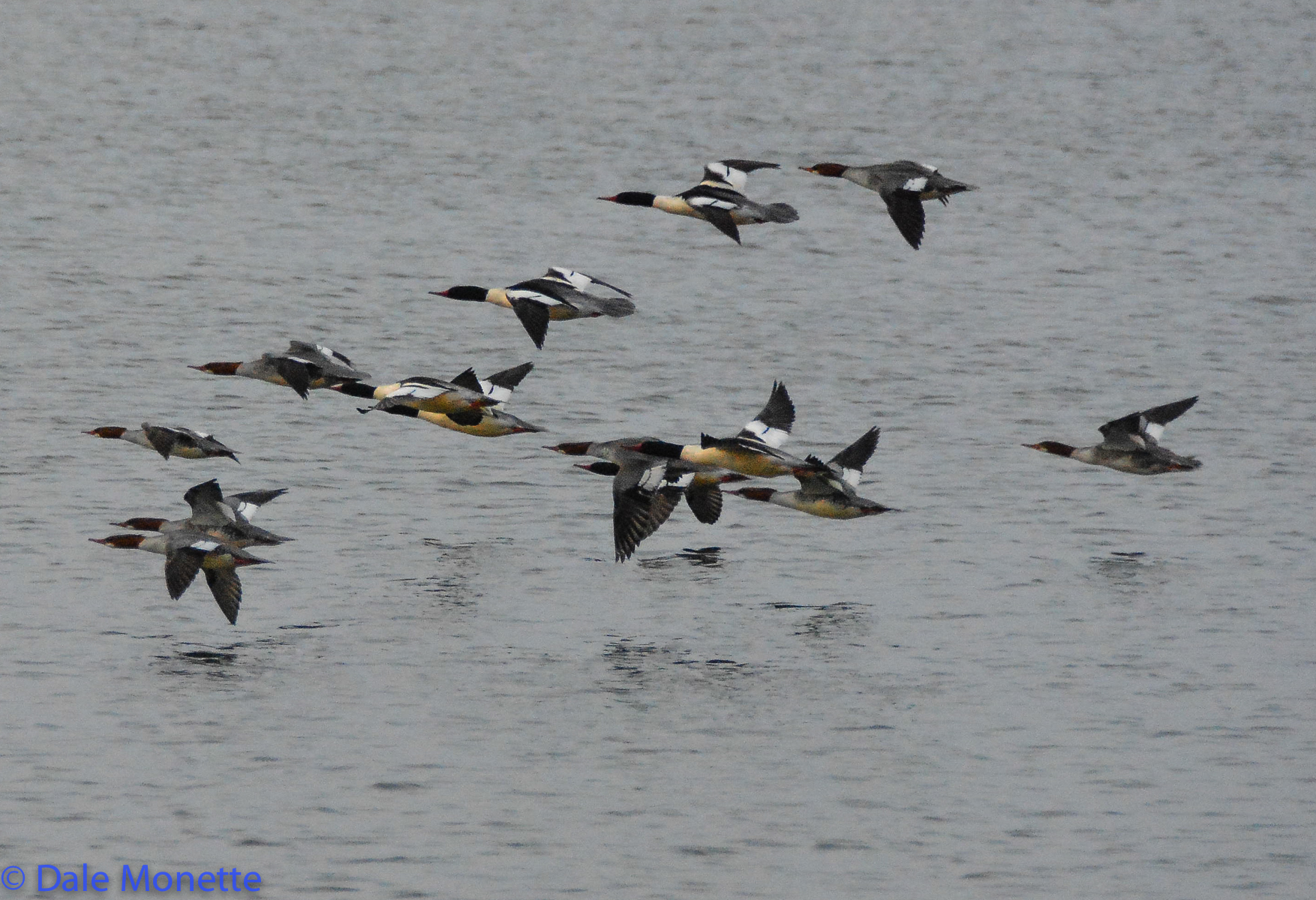 An early winter flock of common mergansers 