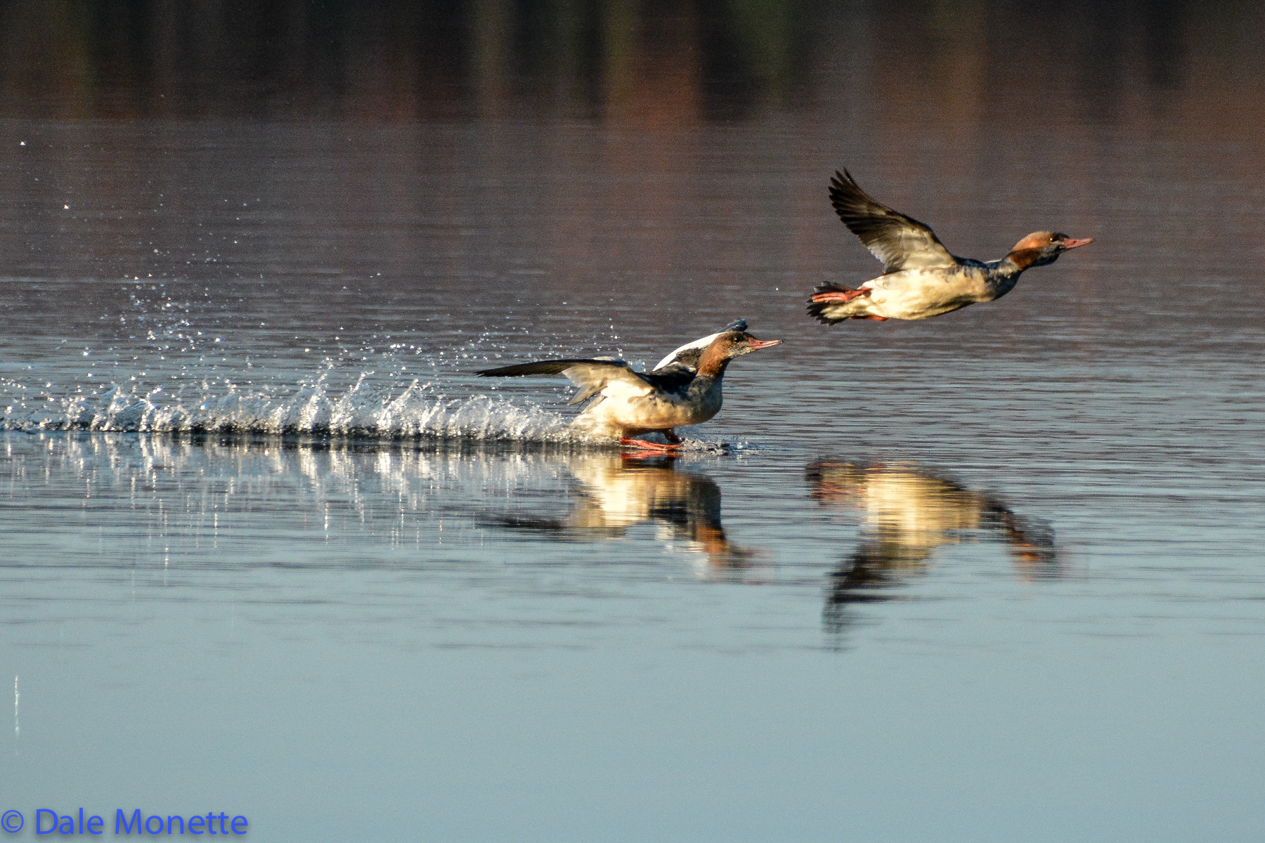 Common mergansers ….touchdown !